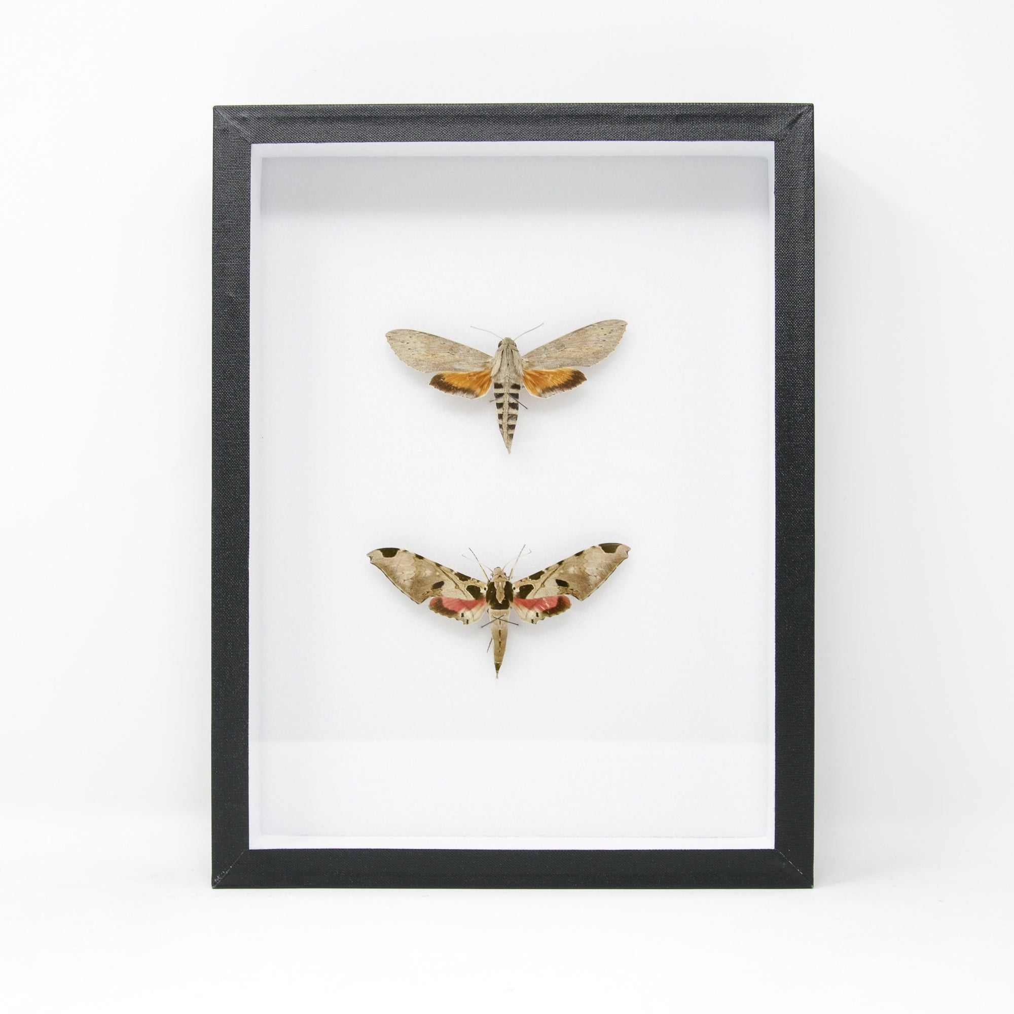 Hawkmoth Taxidermy Specimens | Pinned Lepidoptera with Scientific Collection Data, Entomology Box Frame | 12x9x2 inch
