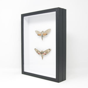 Hawkmoth Taxidermy Specimens | Pinned Lepidoptera with Scientific Collection Data, Entomology Box Frame | 12x9x2 inch