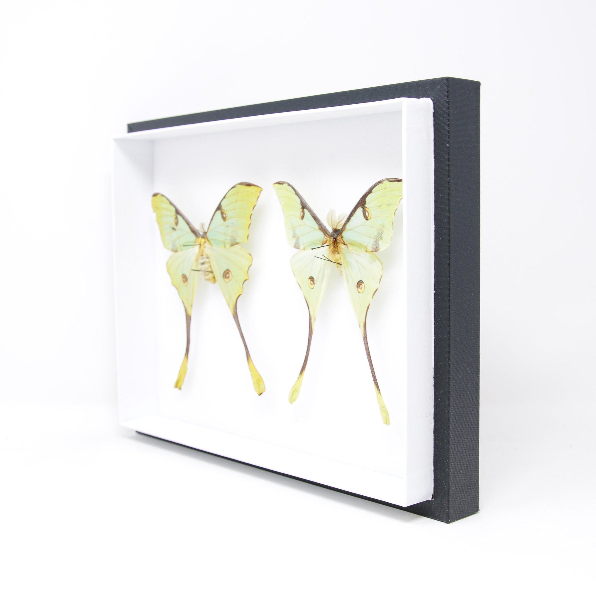 African Moon Moths Taxidermy Specimens | Pinned Lepidoptera, Entomology Box Frame | 12x9x2 inch