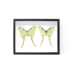 African Moon Moths Taxidermy Specimens | Pinned Lepidoptera, Entomology Box Frame | 12x9x2 inch