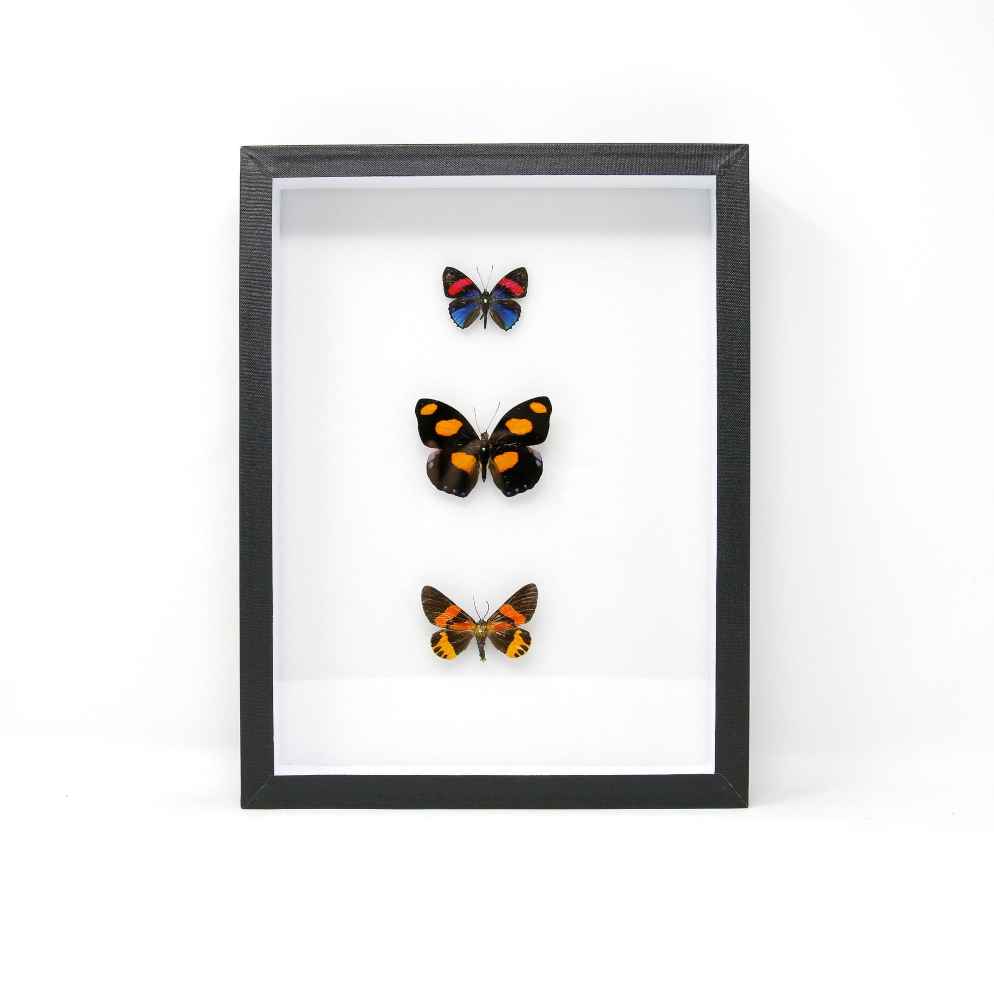 Tropical Dry-preserved Butterfly Specimens | Pinned, Entomology Box Frame | 12x9x2 inch (B111)