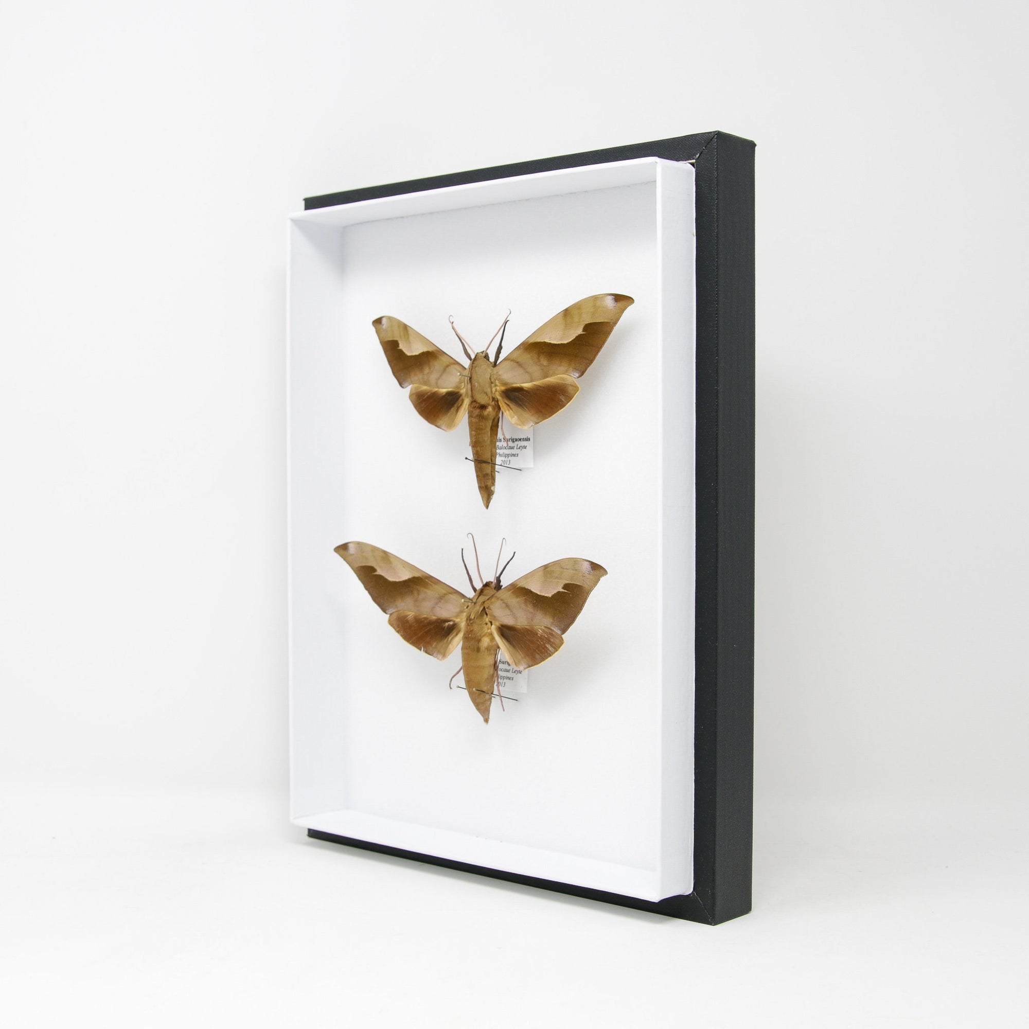 Hawkmoth Taxidermy Specimens | Clanis surigaoensis | Pinned Lepidoptera with Scientific Collection Data, Entomology Box Frame | 12x9x2 inch