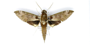 Hawkmoth Spread Specimen | Cechenena helops | Pinned Lepidoptera A1-