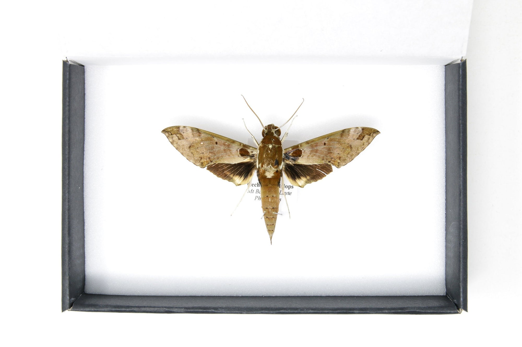 Hawkmoth Spread Specimen | Cechenena helops | Pinned Lepidoptera with Scientific Collection Data A1- (SP15)