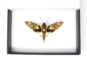 Hawkmoth Spread Specimen | Cechenena helops | Pinned Lepidoptera A1-