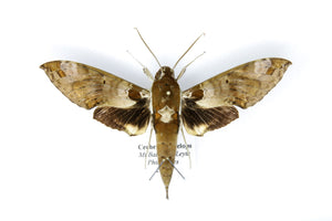Hawkmoth Spread Specimen | Cechenena helops | Pinned Lepidoptera with Scientific Collection Data A1-
