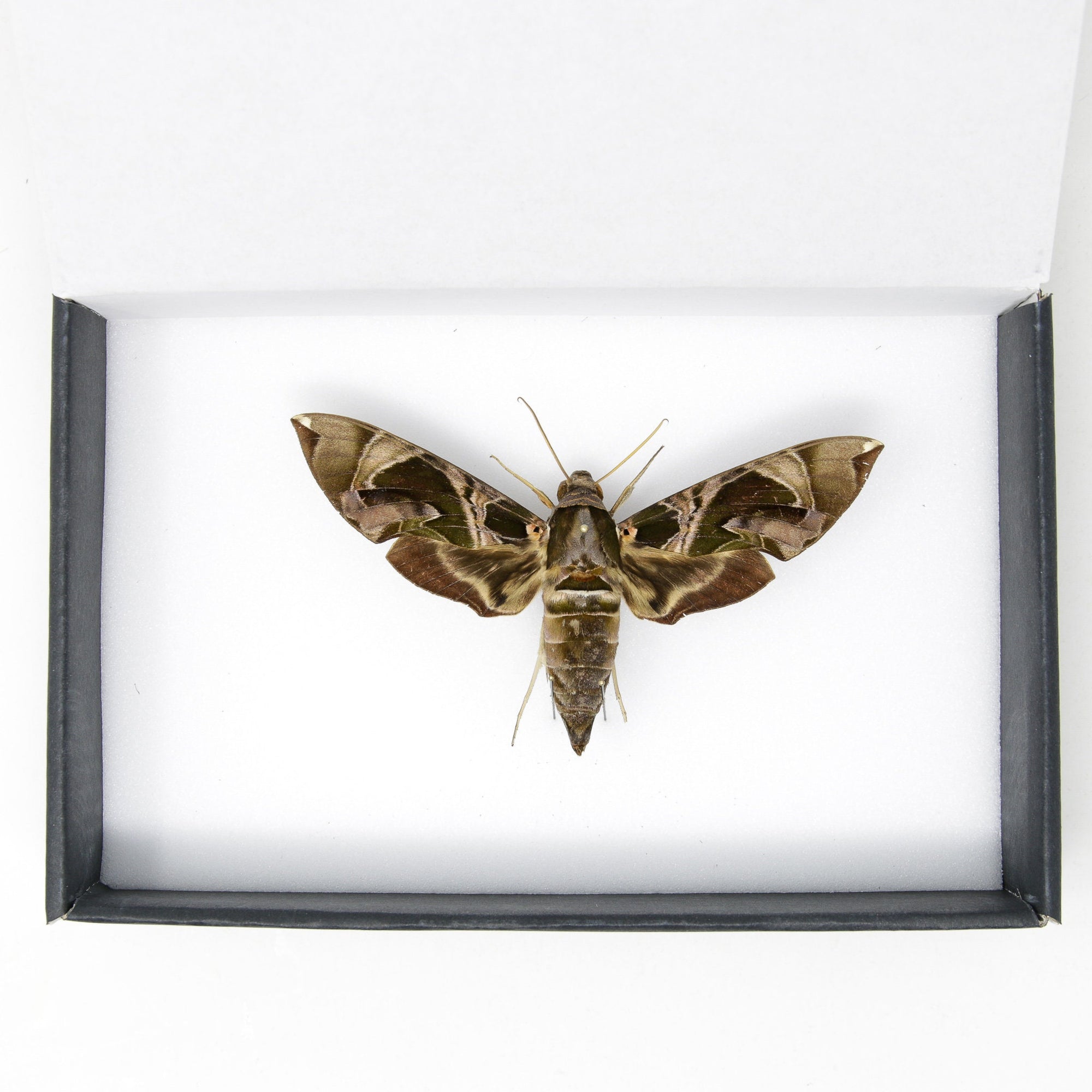 Hawkmoth Taxidermy Specimen | Daphnis hypothous | Pinned Lepidoptera with Scientific Collection Data A1