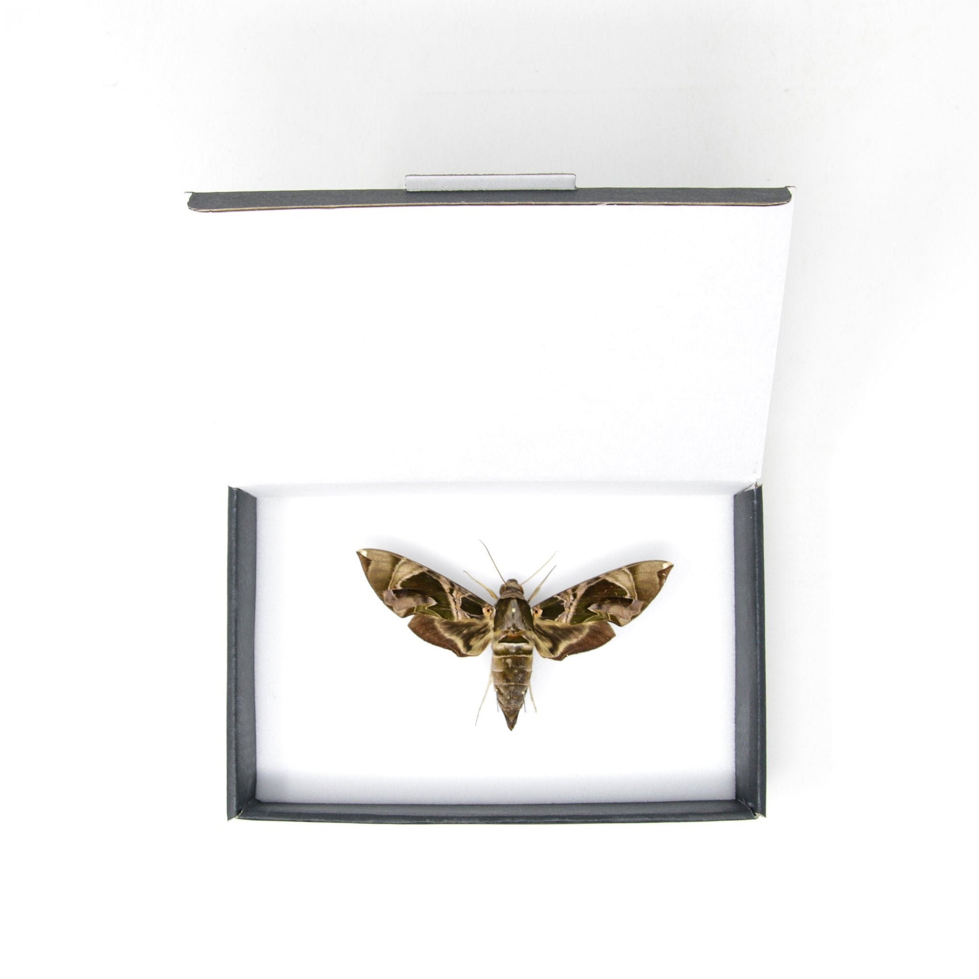 Hawkmoth Taxidermy Specimen | Daphnis hypothous | Pinned Lepidoptera with Scientific Collection Data A1