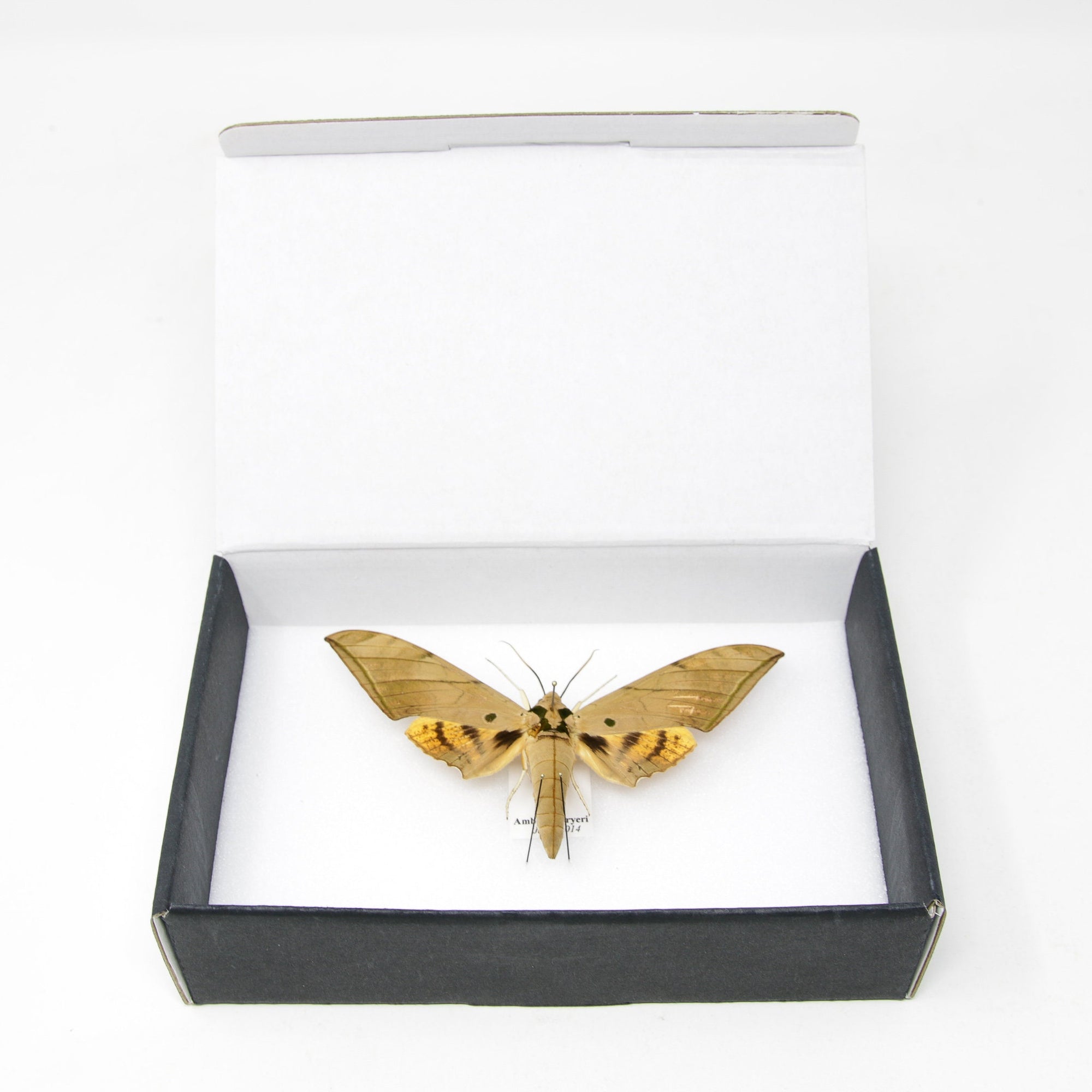 Sabah Sphinx Hawkmoth | Ambulyx pryeri | Pinned Lepidoptera with Scientific Collection Data A1-