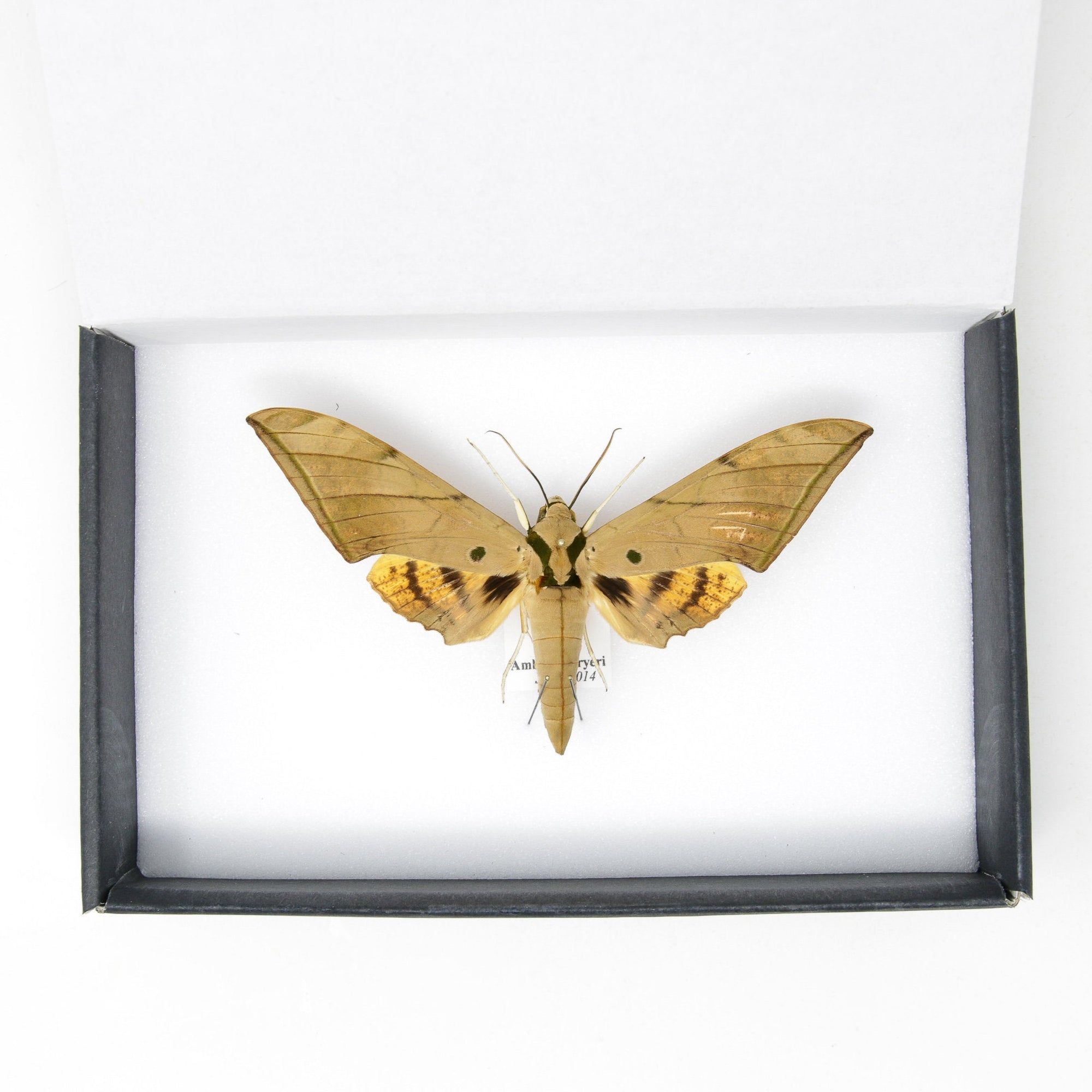 1 x Ambulyx pryeri | Sabah Sphinx Hawkmoth | Pinned Lepidoptera A1-
