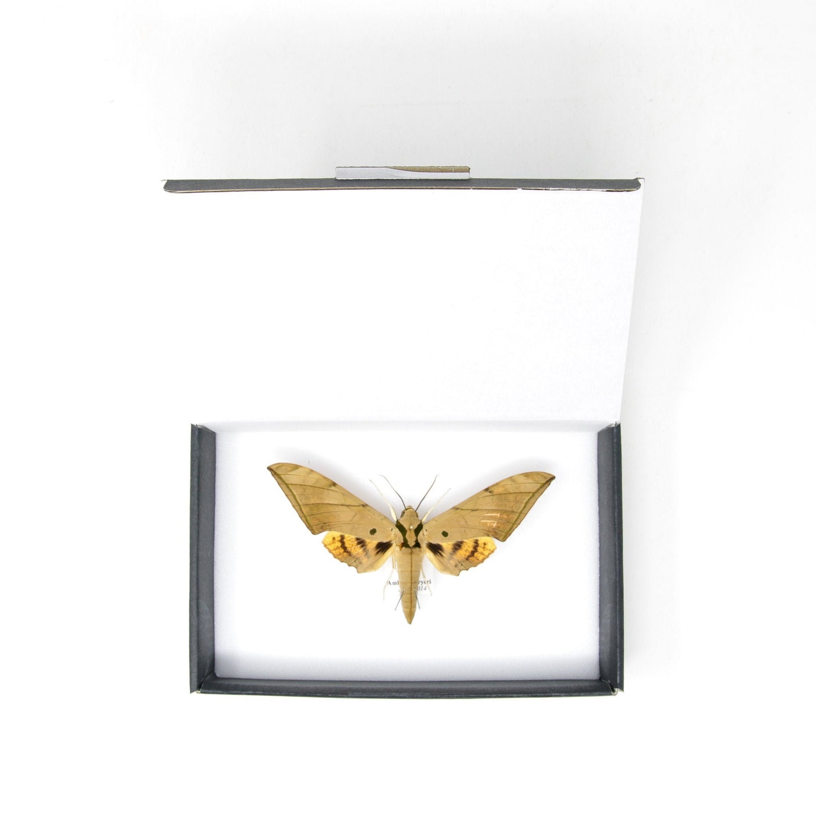 Sabah Sphinx Hawkmoth | Ambulyx pryeri | Pinned Lepidoptera with Scientific Collection Data A1-