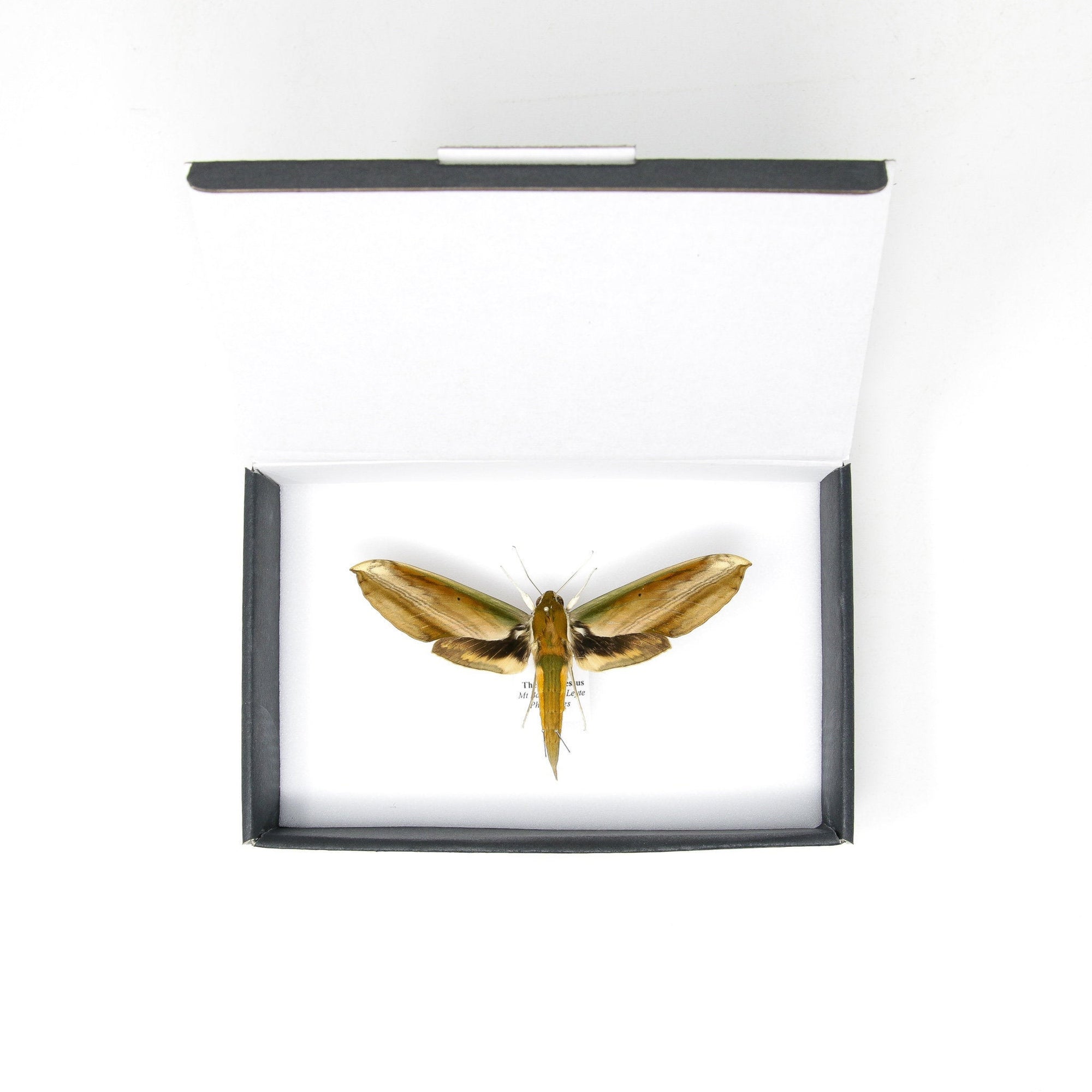 1 x Theretra nessus | The Yam Hawkmoth | A1 Pinned Specimen