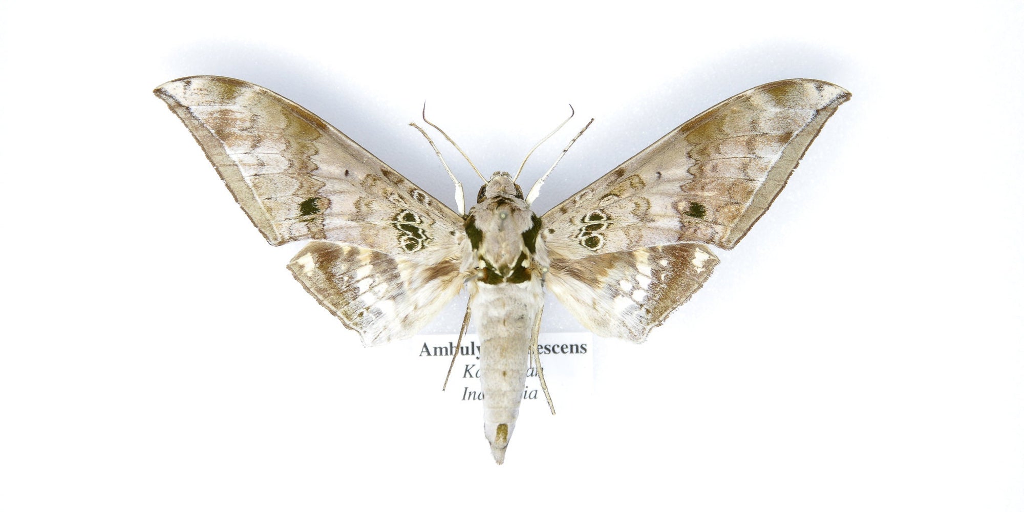 Real Hawkmoth Specimen | Ambulyx canescens | Pinned Lepidoptera with Scientific Collection Data A1