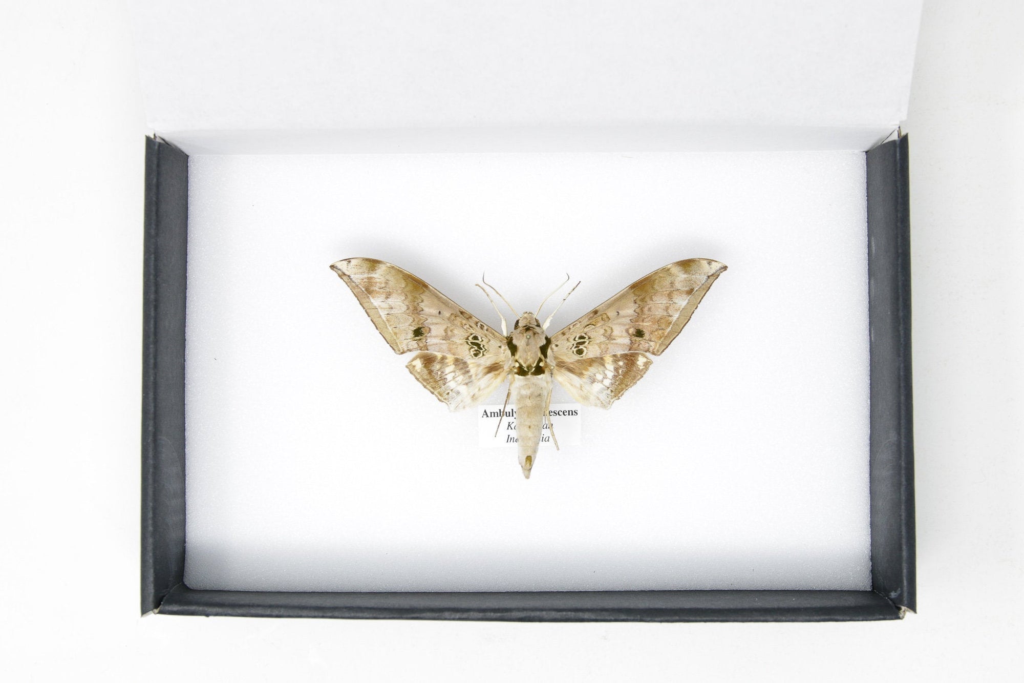 Hawkmoth Dried Specimen | Ambulyx canescens | Pinned Lepidoptera A1