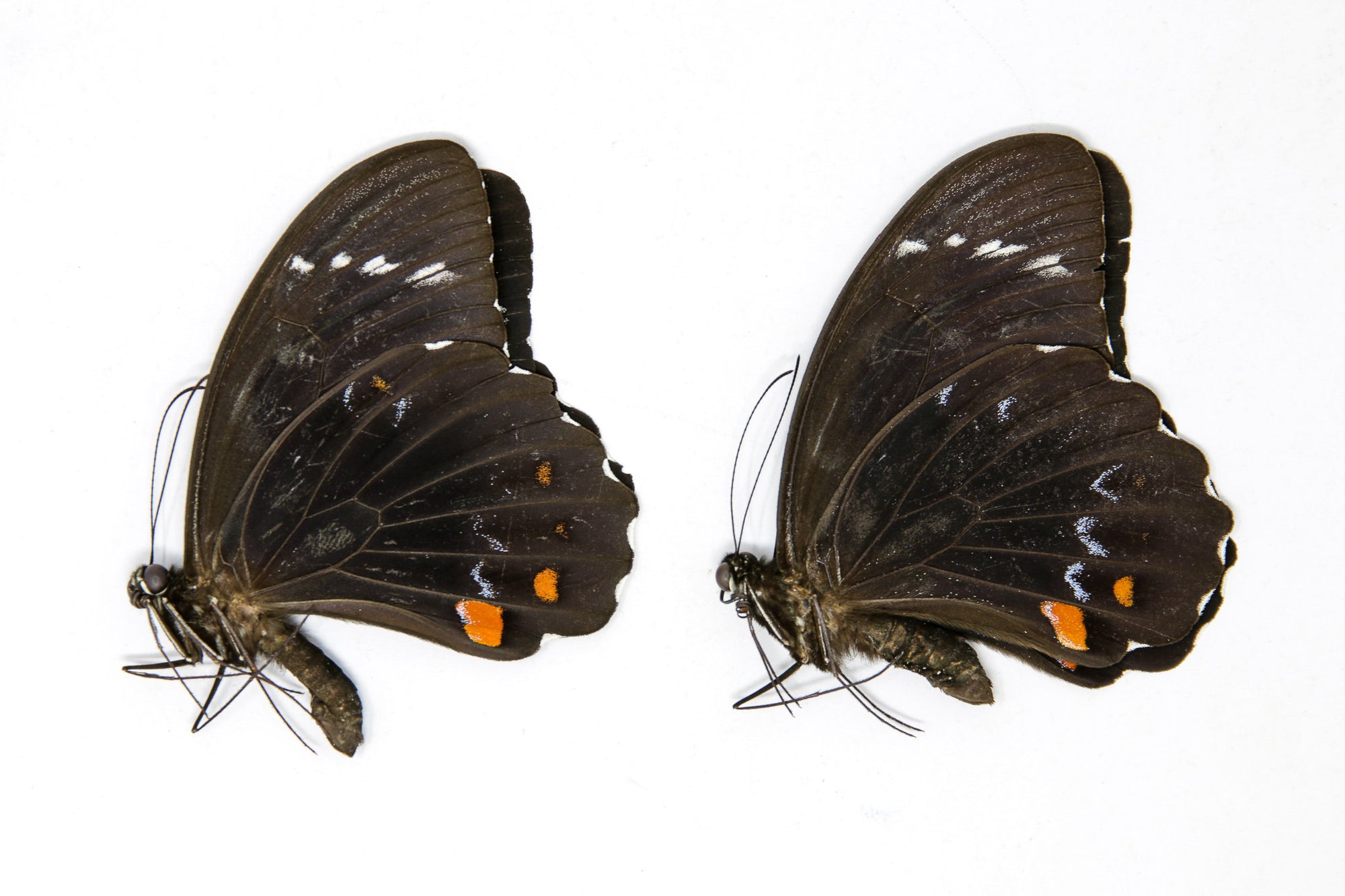2 x  Papilio aegeus | Orchard Swallowtail Butterflies | A1 Unmounted Specimens