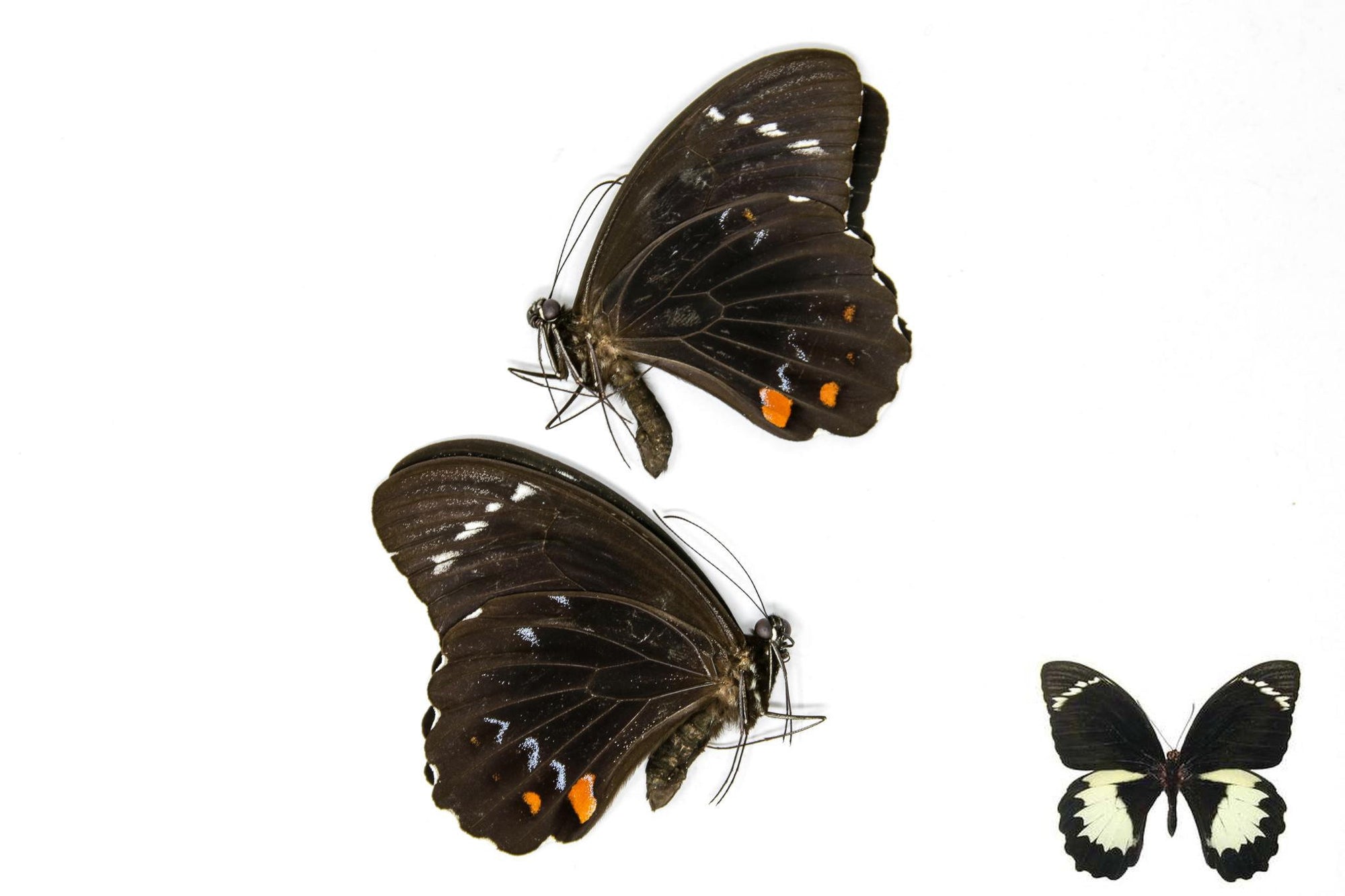 2 x  Papilio aegeus | Orchard Swallowtail Butterflies | A1 Unmounted Specimens