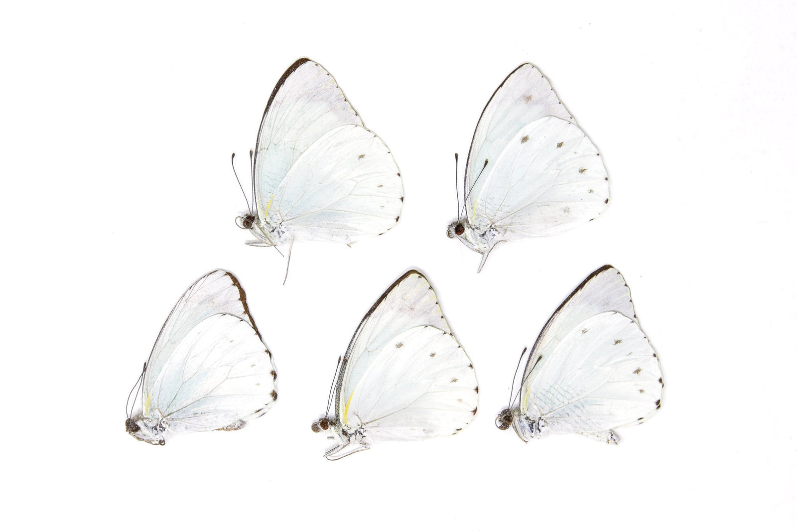 5 x  Nepheronia thalassina | The Cambridge Vagrant | A1 Unmounted Specimens