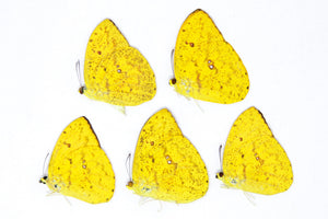 5 x Phoebis argante | The Apricot Sulphur Butterflies | A1 Unmounted Specimens