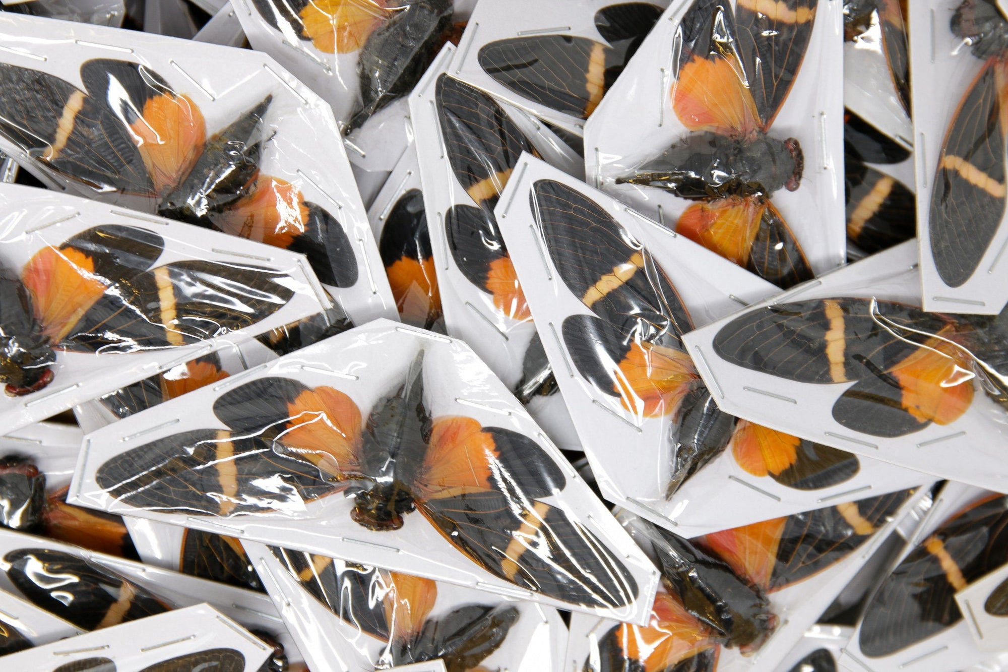 WHOLESALE 20 x Tosena paviei | Orange Cicada 80mm | A1 Spread Specimens