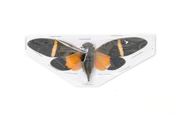 Orange Cicada (Tosena paviei) A1 Spread Specimens from Thailand
