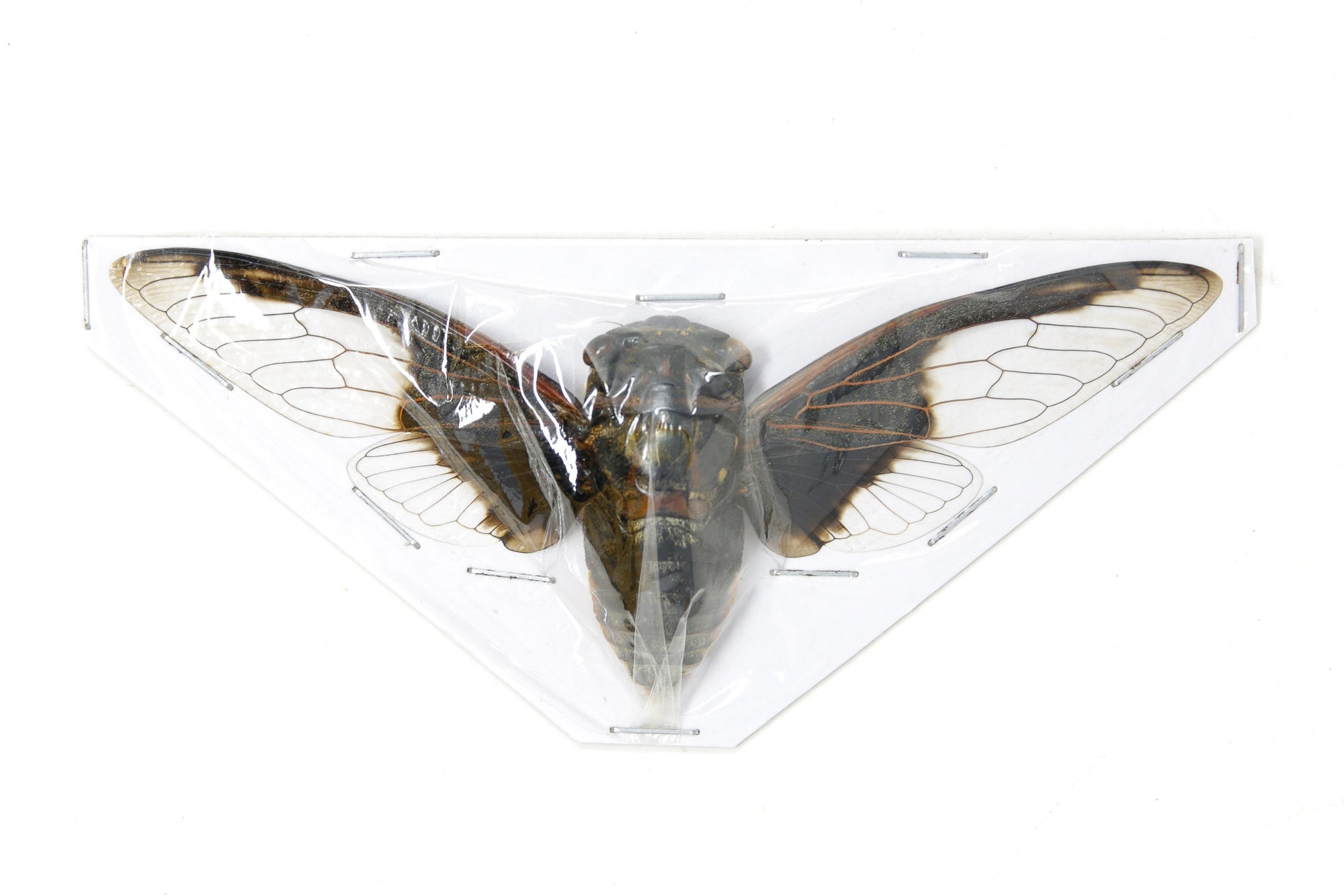 2 x Cryptotympana aquila | Black & White Cicada 100mm | A1 Unmounted Specimen