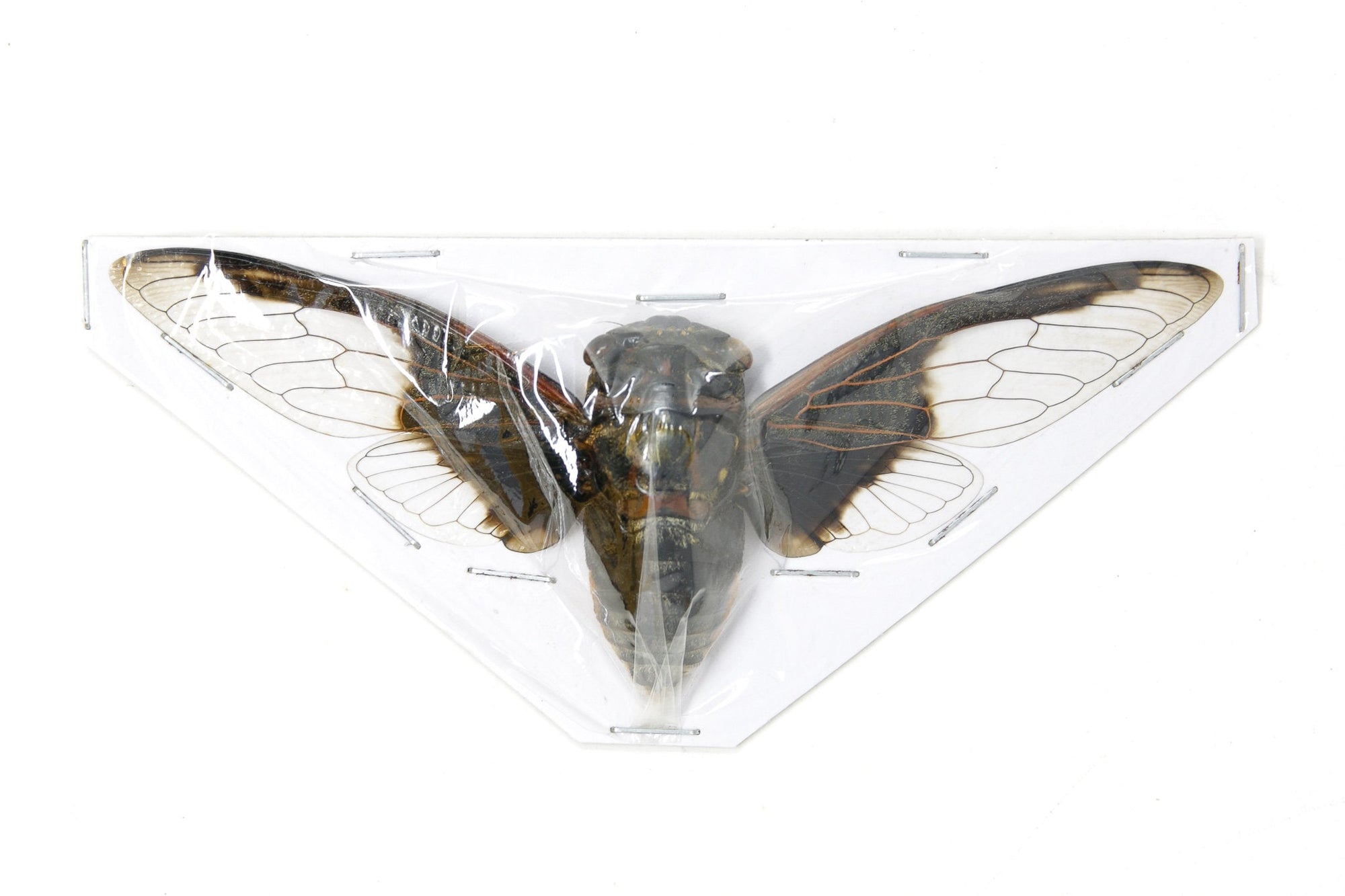 2 x Batwing Cicadas (Cryptotympana aquila), A1 Spread Specimens 100mm Wingspan, Art Insects Taxidermy