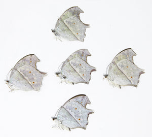 5 x Protogoniomorpha parhassus | The Forest Mother-of-Pearl Butterflies | A1 Unmounted Specimens