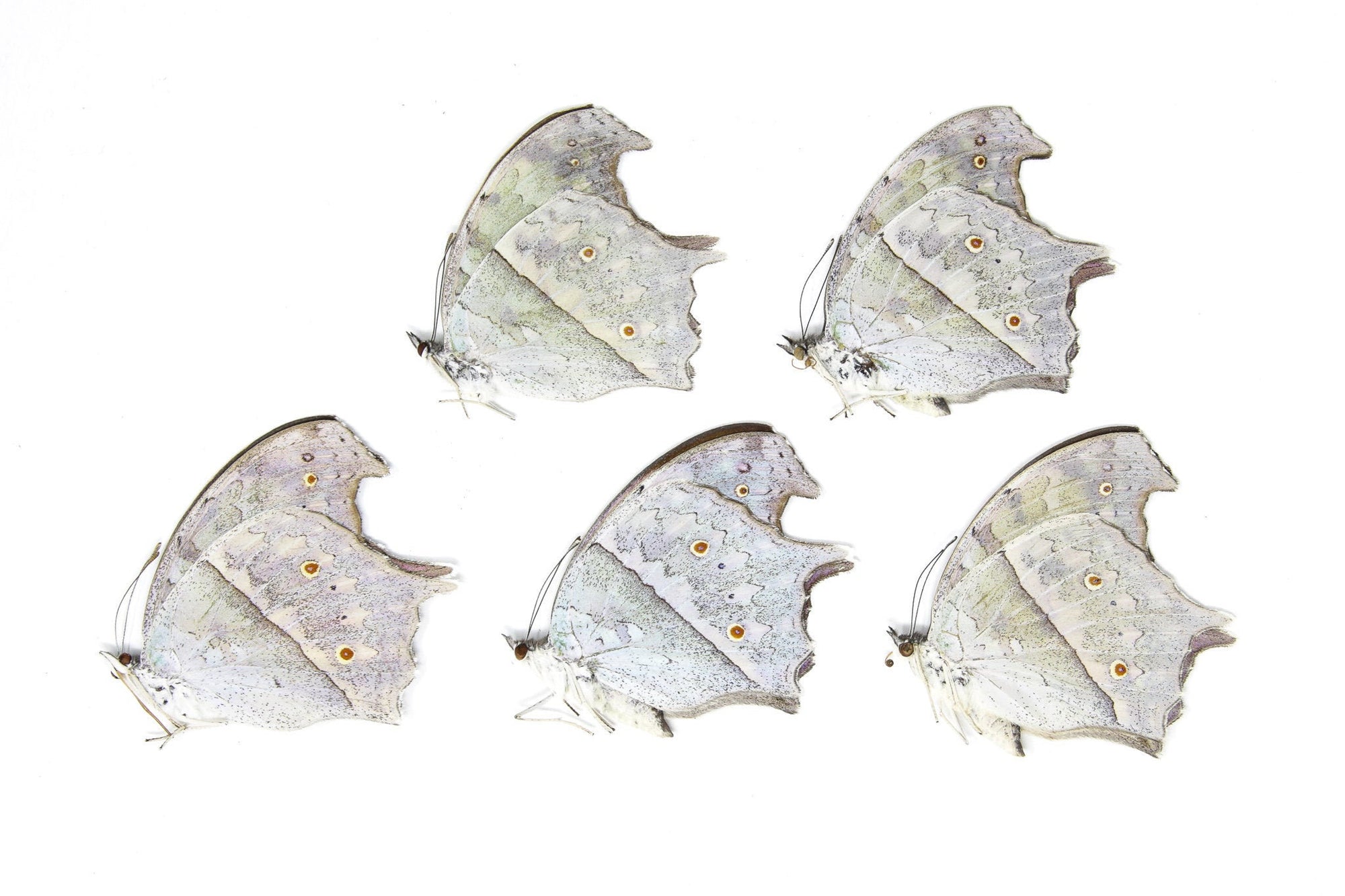 5 x Protogoniomorpha parhassus | The Forest Mother-of-Pearl Butterflies | A1 Unmounted Specimens