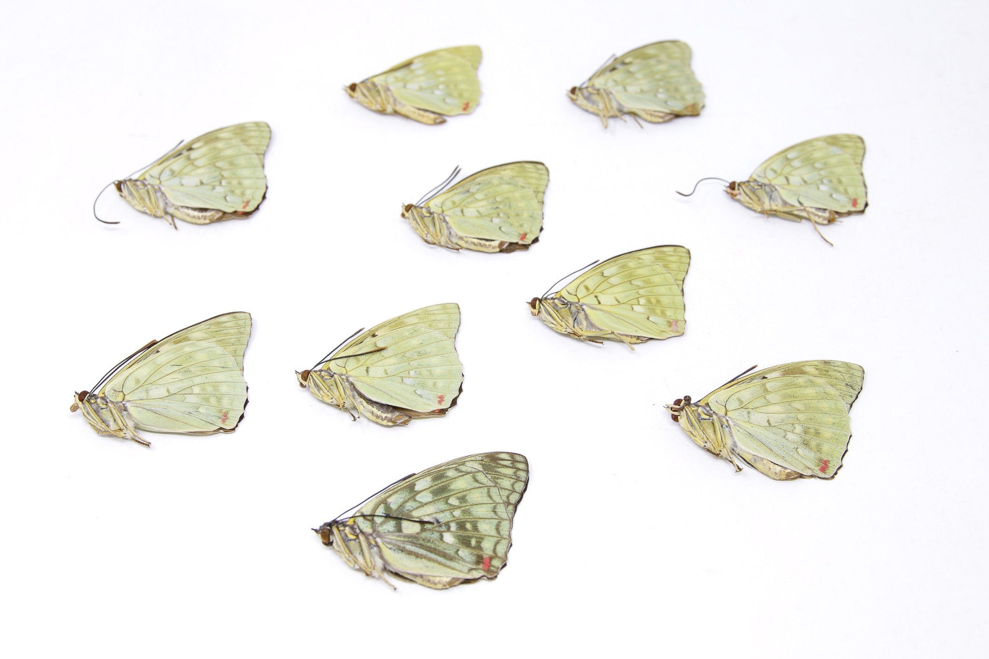 10 x Sasakia charonda | Great Purple Emperor Butterflies | A1 Unmounted Specimens
