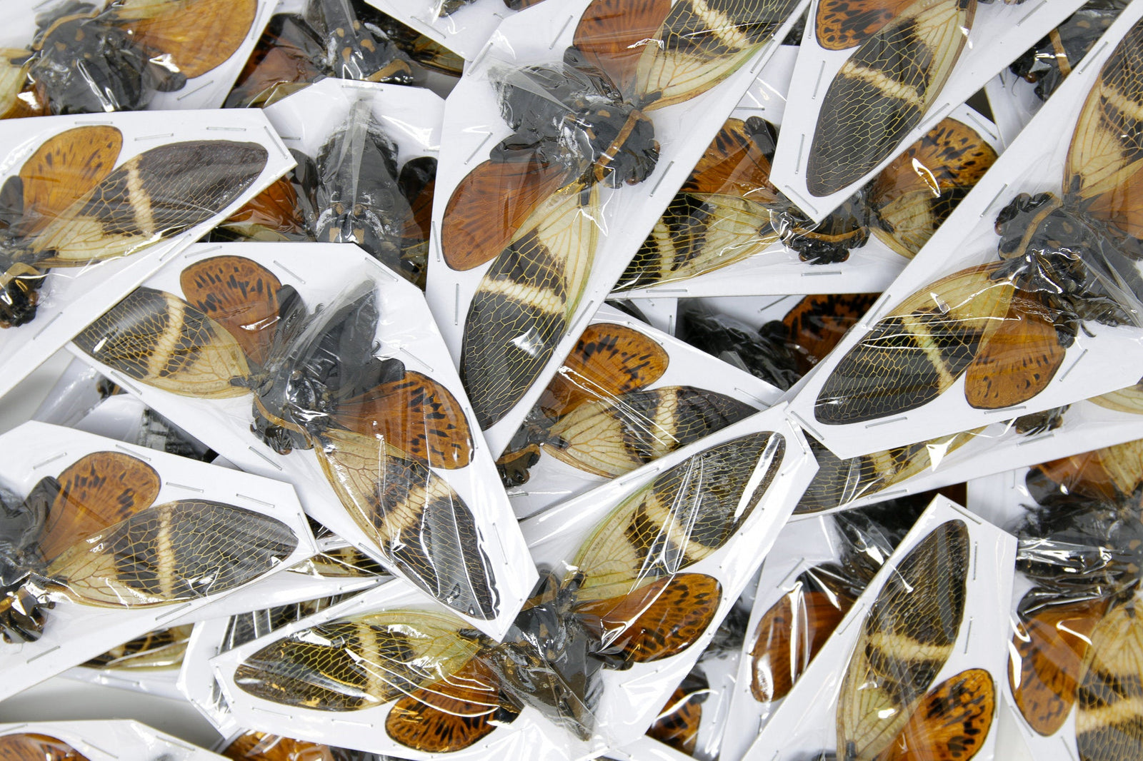 WHOLESALE Giant Coconut Cicadas (Angamiana floridula) A1 Spread Specimens