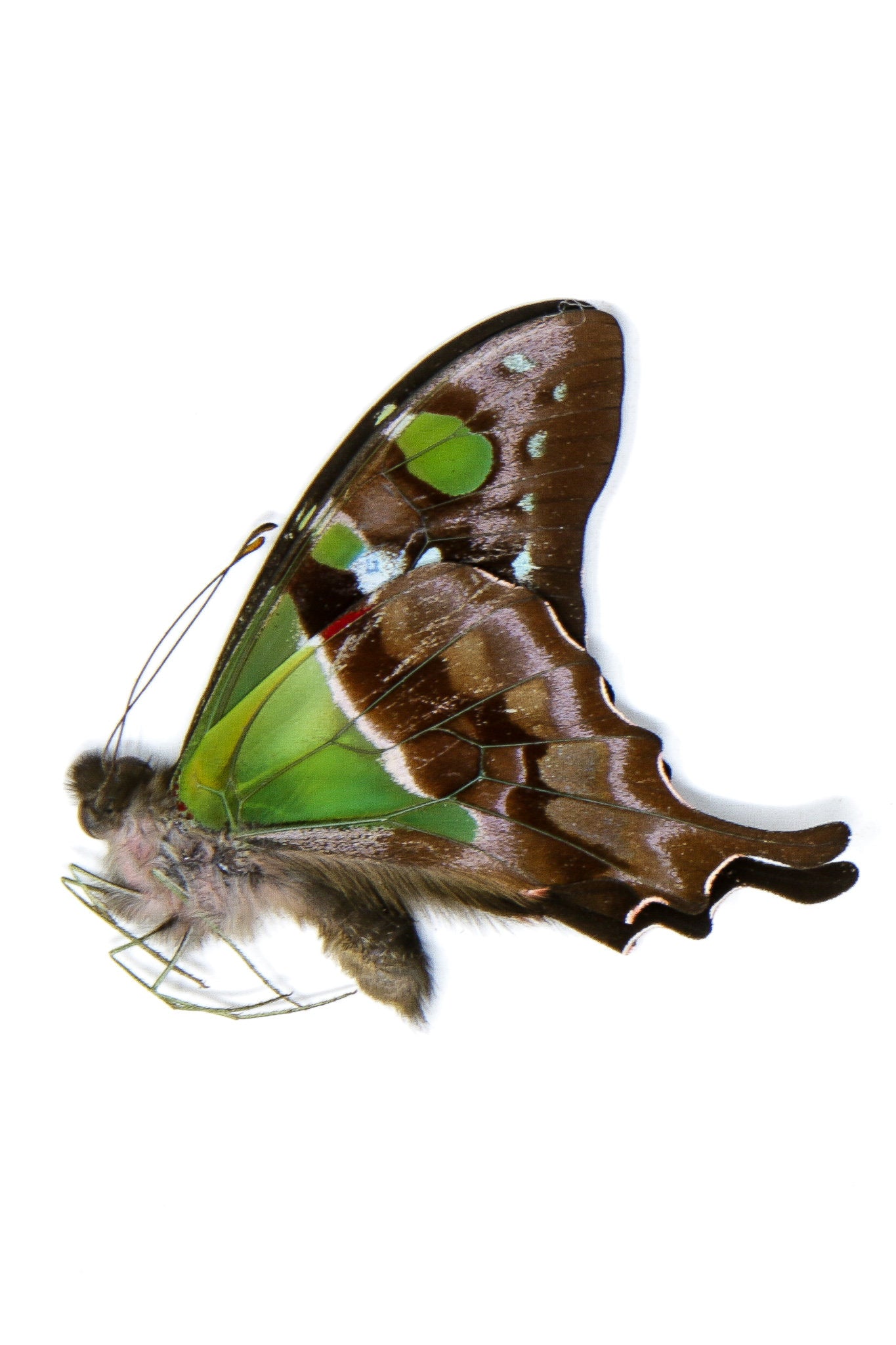 2 x Graphium weiskei | The Purple Spotted Swallowtail Butterflies | A1 Unmounted Specimens