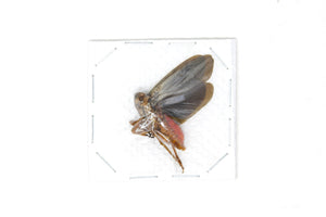 5 x Vampire Lantern Bugs, Fulgoridae Specimens, Scamandra sp, 30-40mm A1