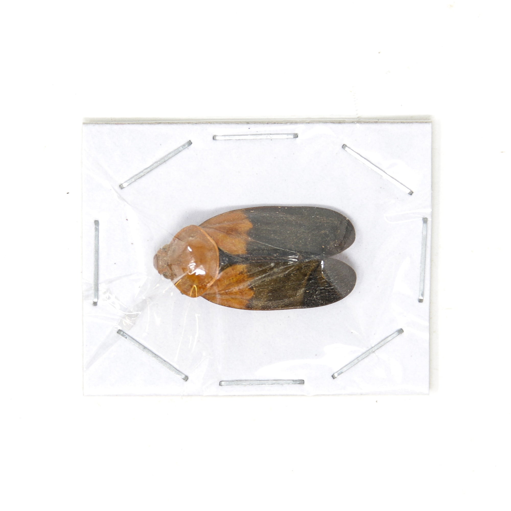 10 x Orange-Head Lantern Bugs | Polydictya sp. 25mm | A1 Unmounted Specimens