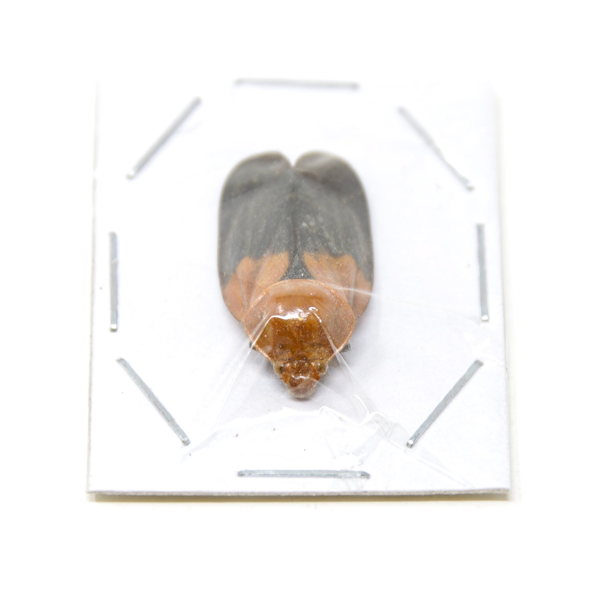 WHOLESALE 20 x Orange Head Lantern Bugs | Polydictya sp. 25mm | Unmounted Specimens