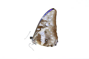1 x Morpho cypris | Colombian Electric Blue Butterfly | A1- Unmounted Specimens