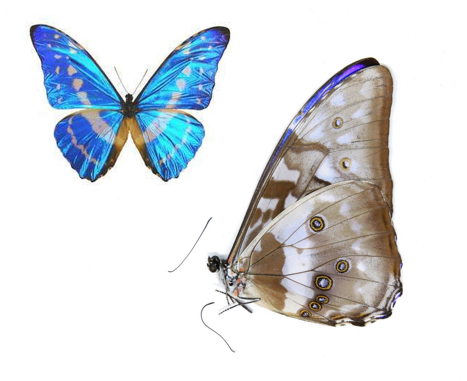 Colombian Electric Blue Butterfly | Morpho cypris | Various grades to choose from. Free shipping