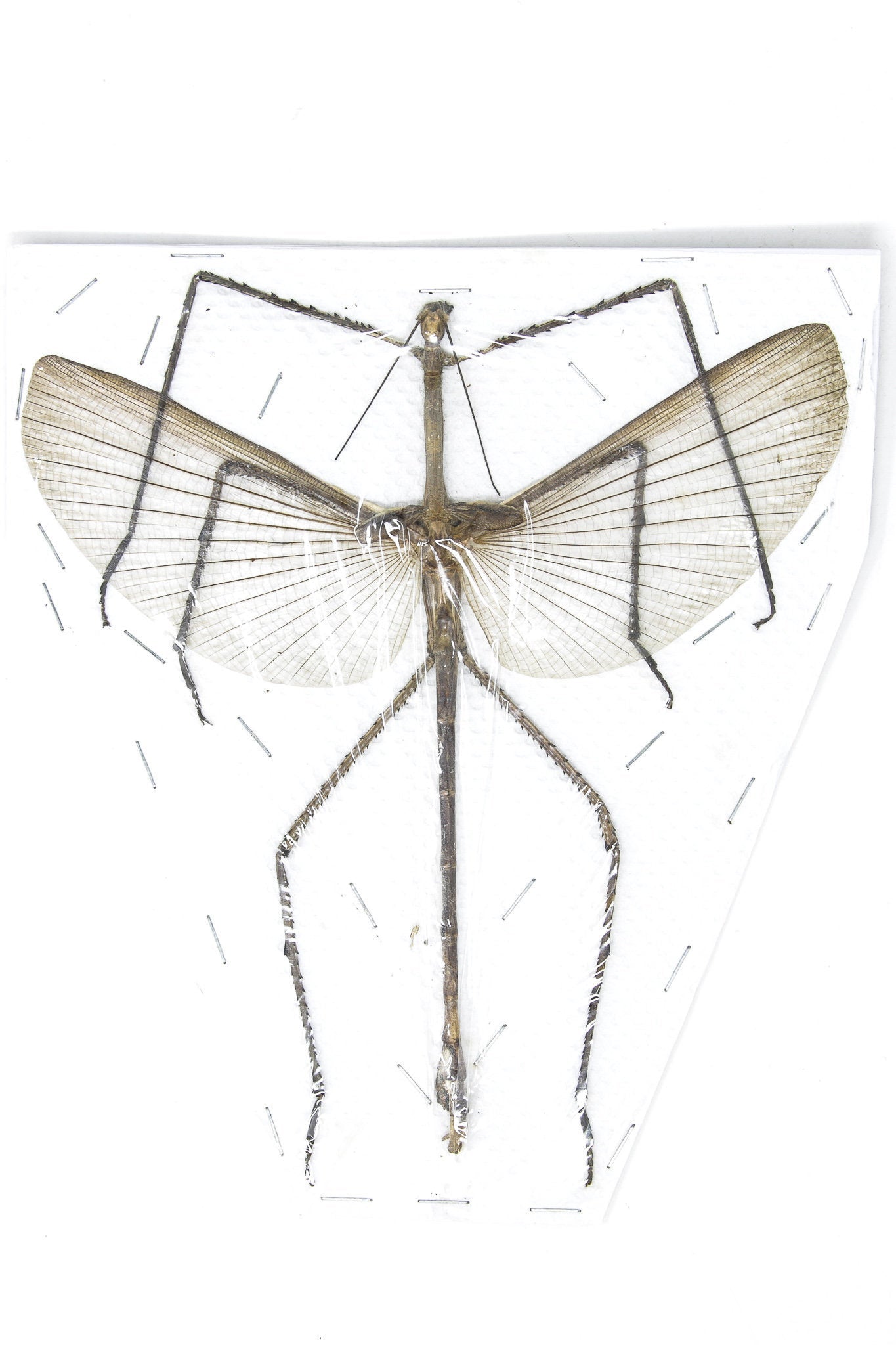 Giant Insect Ct Giant Stick Insect