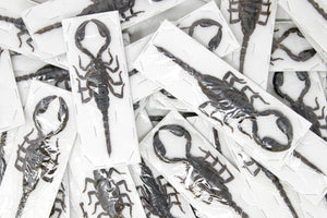 WHOLESALE 10 XL 7" Scorpions, Heterometrus spinifer, approx. 175-185mm long, A1 Entomology Arachnid Specimens Dried Taxidermy