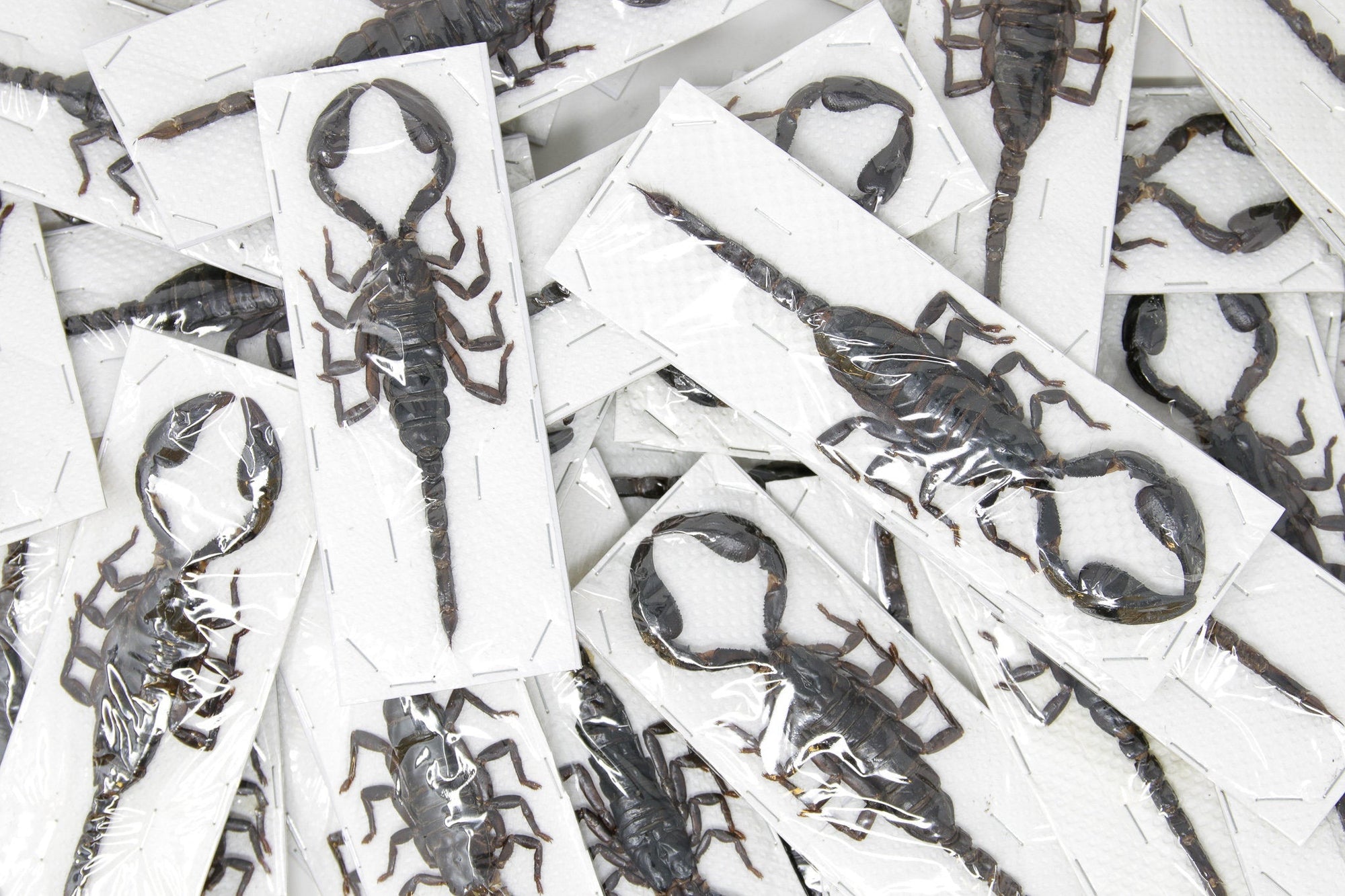WHOLESALE 100 x Heterometrus spinifer | Giant Forest Scorpions | A1 Unmounted Specimens