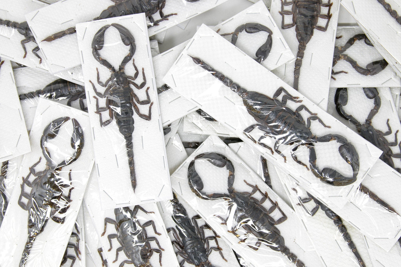 WHOLESALE 10 Giant Forest Scorpions, Heterometrus spinifer, +/- 120mm A1 Entomology Specimens A1