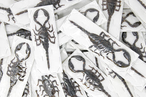100 Special Offer WHOLESALE Large Scorpions, Heterometrus spinifer, A1 Specimens