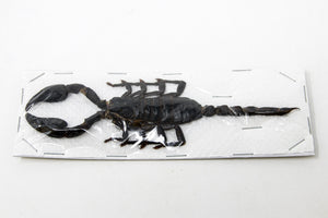 10 x Heterometrus spinifer | Giant Forest Scorpions +/- 120mm | A1 Unmounted Specimens