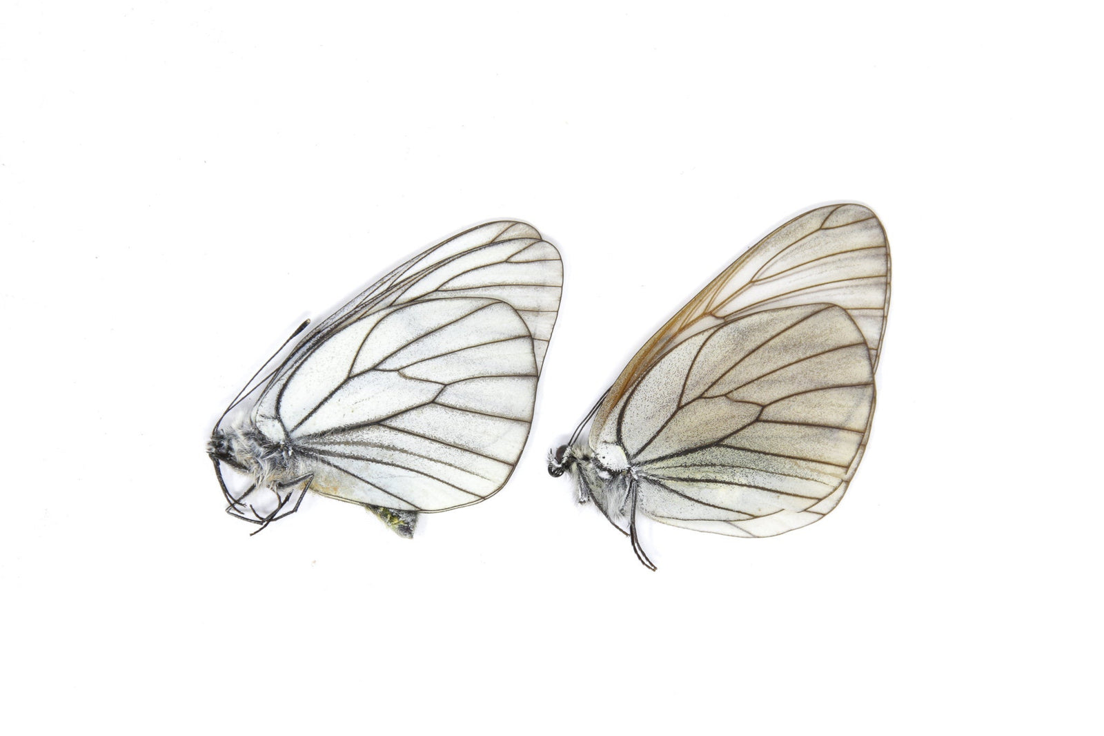 2 x Aporia crataegi | PAIR Black-Veined Whites | A1 Unmounted Specimen