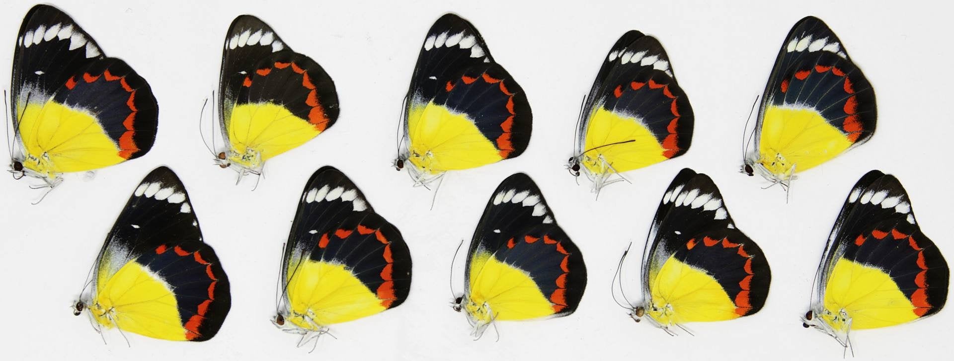 TEN (10) Delias timorensis moaensis | Leti Island moaensis butterflies | A1 Unmounted Specimens