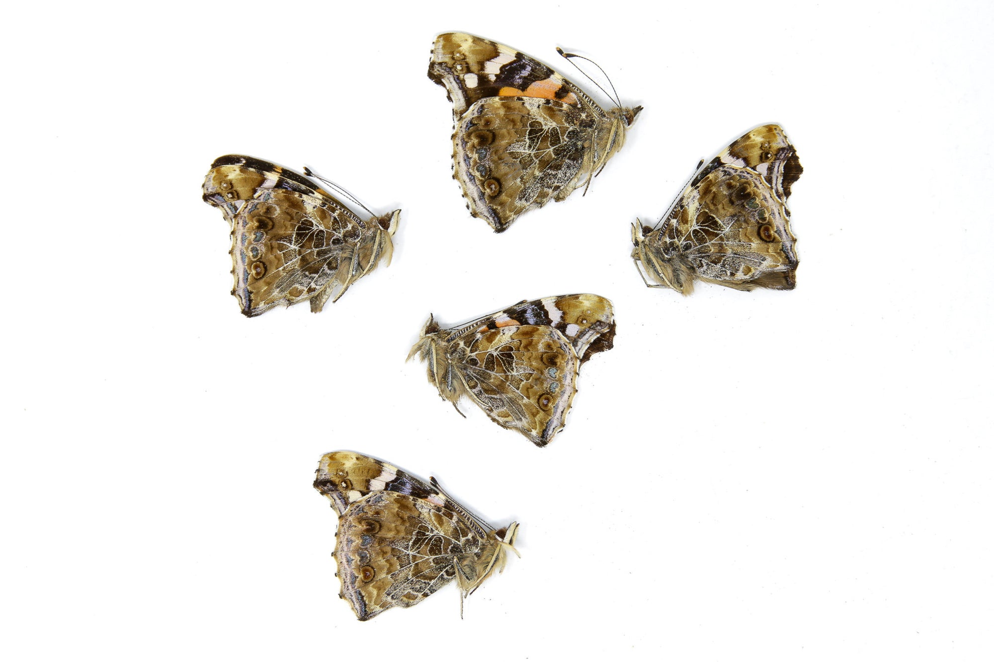 5 x Vanessa indica | Indian Red Admiral | A1 Unmounted Specimens