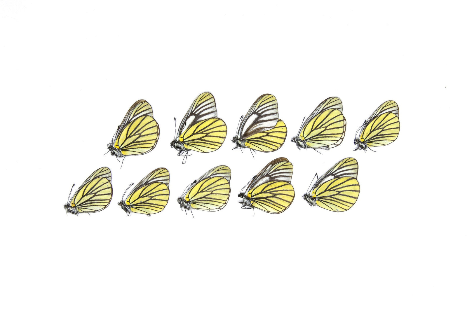 Ten (10) Oberthur's Black-veined White, Aporia bieti | A1 Unmounted Papered Butterflies | Taxidermy Entomology