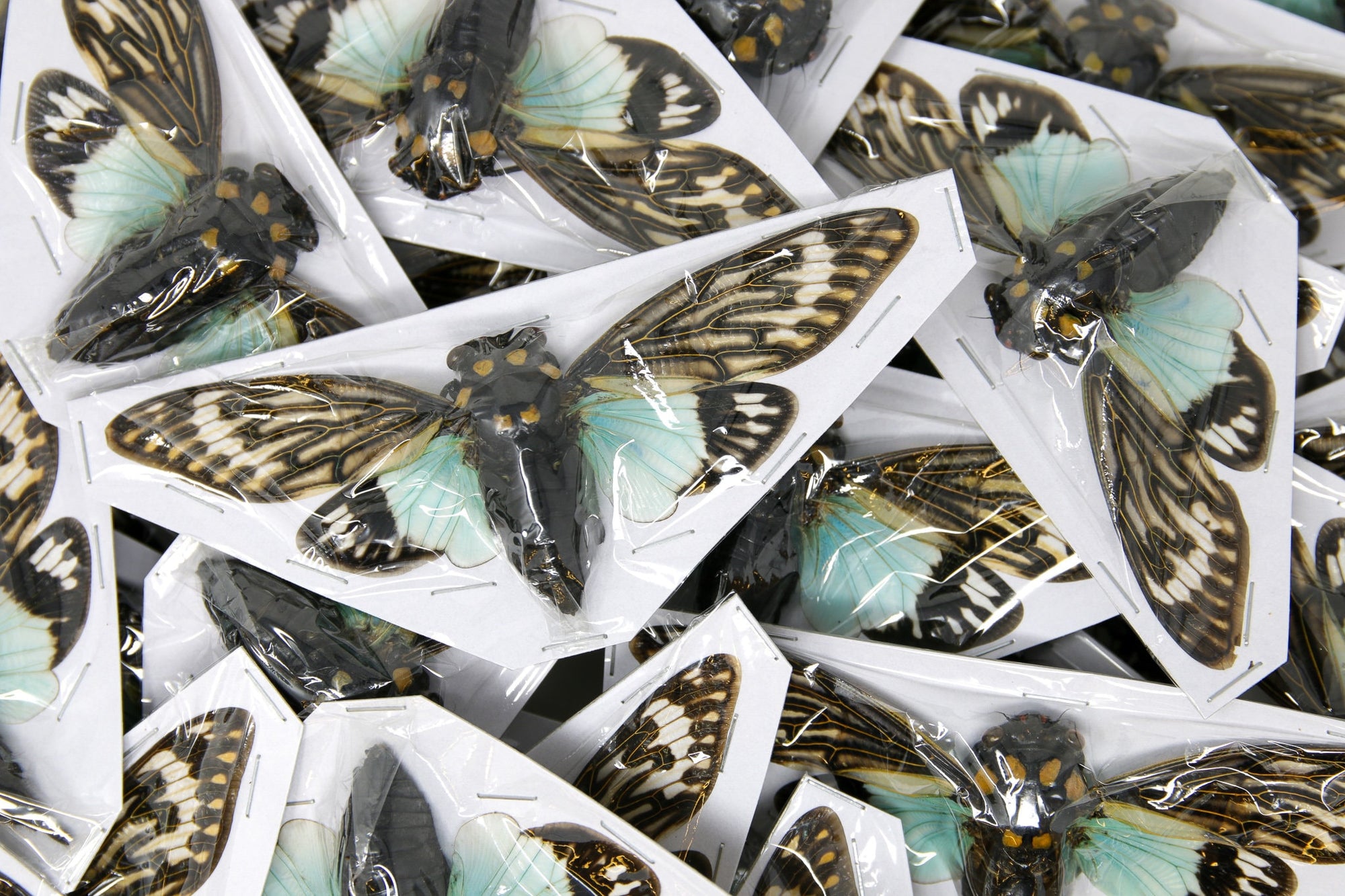 TEN (10) Real Blue Cicadas | Tosena splendida | A1 Spead Specimens 5"