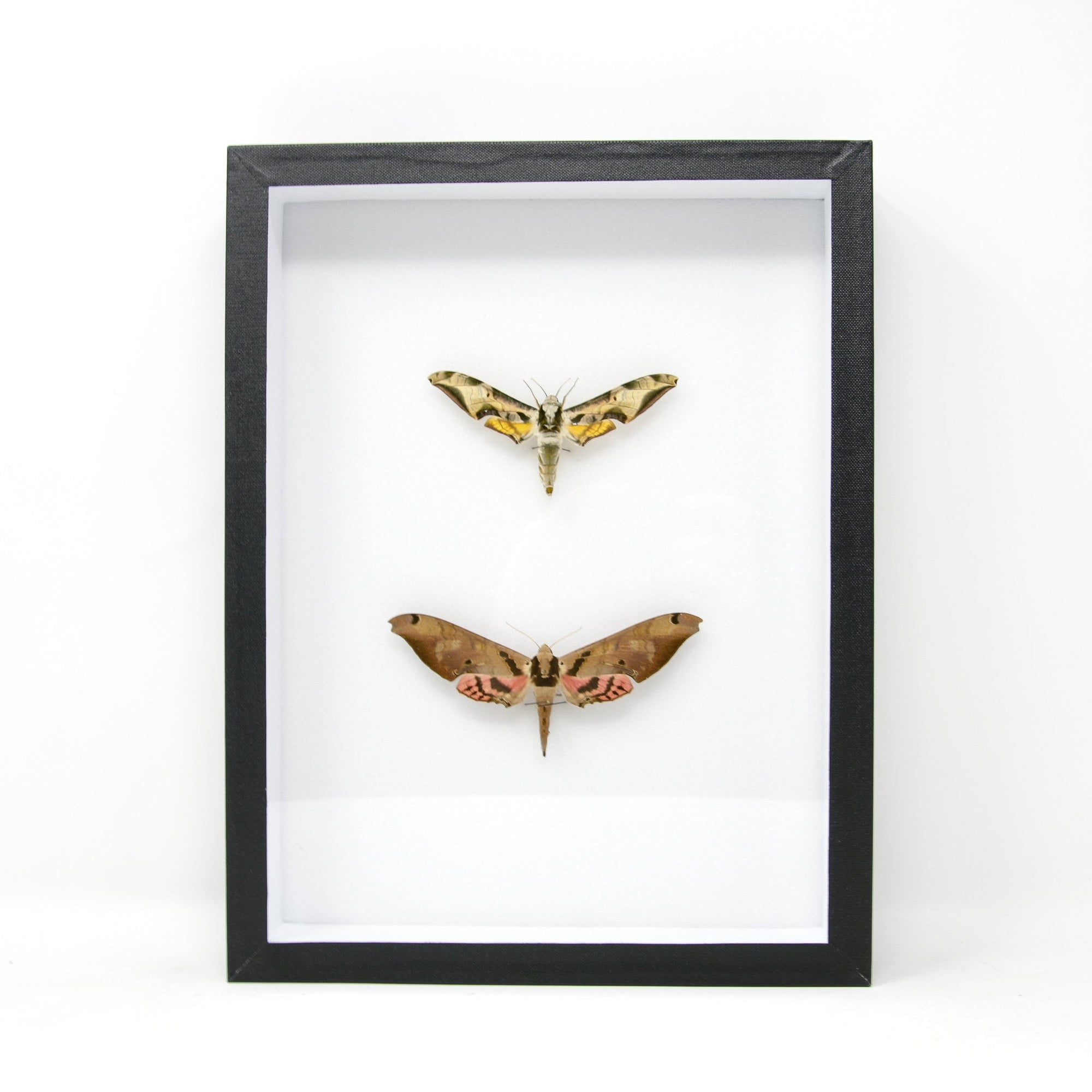 Hawkmoth Taxidermy Specimens | Pinned Lepidoptera with Scientific Collection Data, Entomology Box Frame | 12x9x2 inch  BFS12