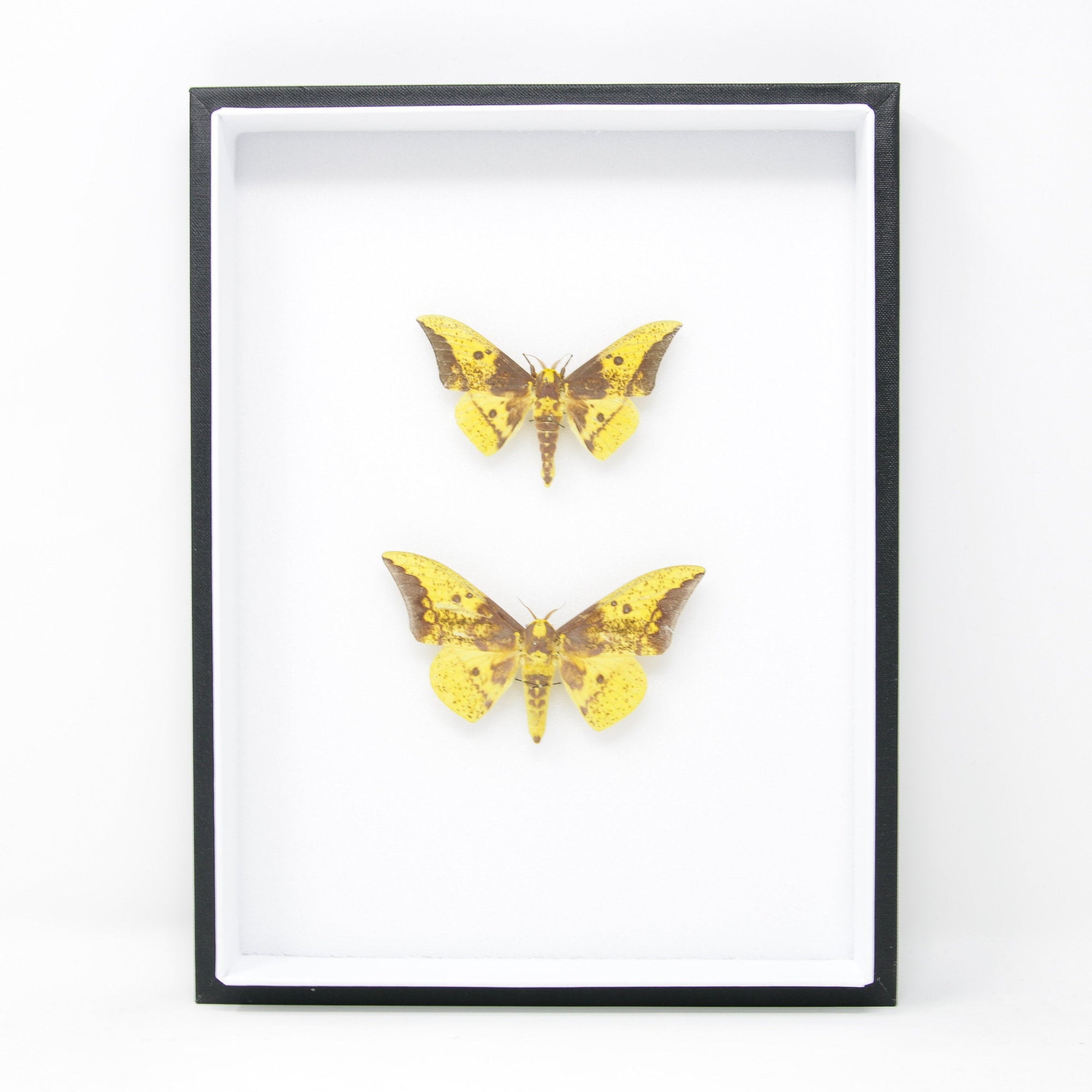Silk Moth Taxidermy Specimens | Pinned Lepidoptera, Entomology Box Frame | 12x9x2 inch