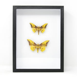 Silk Moth Taxidermy Specimens | Pinned Lepidoptera, Entomology Box Frame | 12x9x2 inch